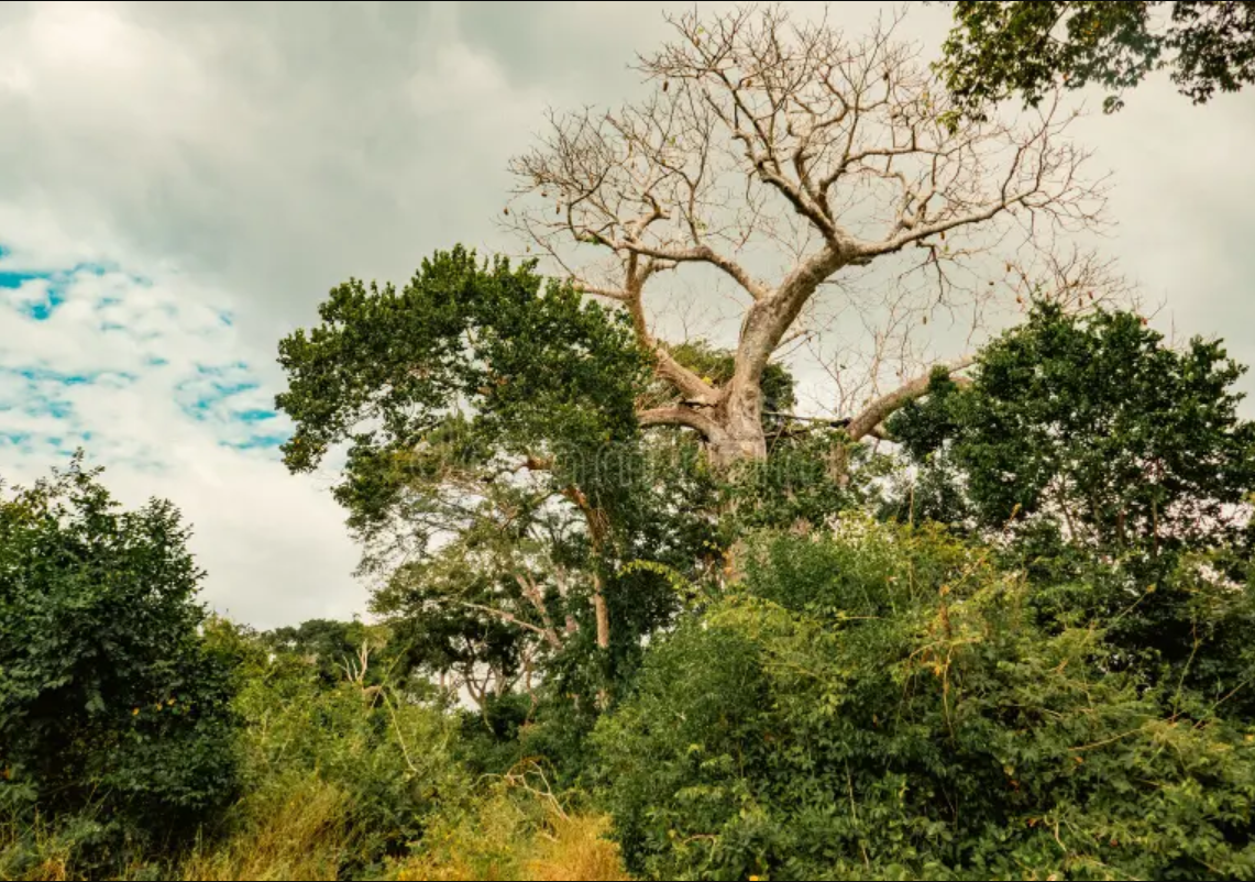 Arabuko Sokoke Forest Reserve